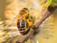 PE1D8180 : Biene, Blüte, Dachauer Moos, Frühling, Moos, Palmkätzchen, Weidebusch, _JAHRESZEIT, _LANDSCHAFTSFORMEN